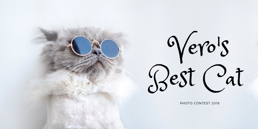 Best Cat Photo Contest