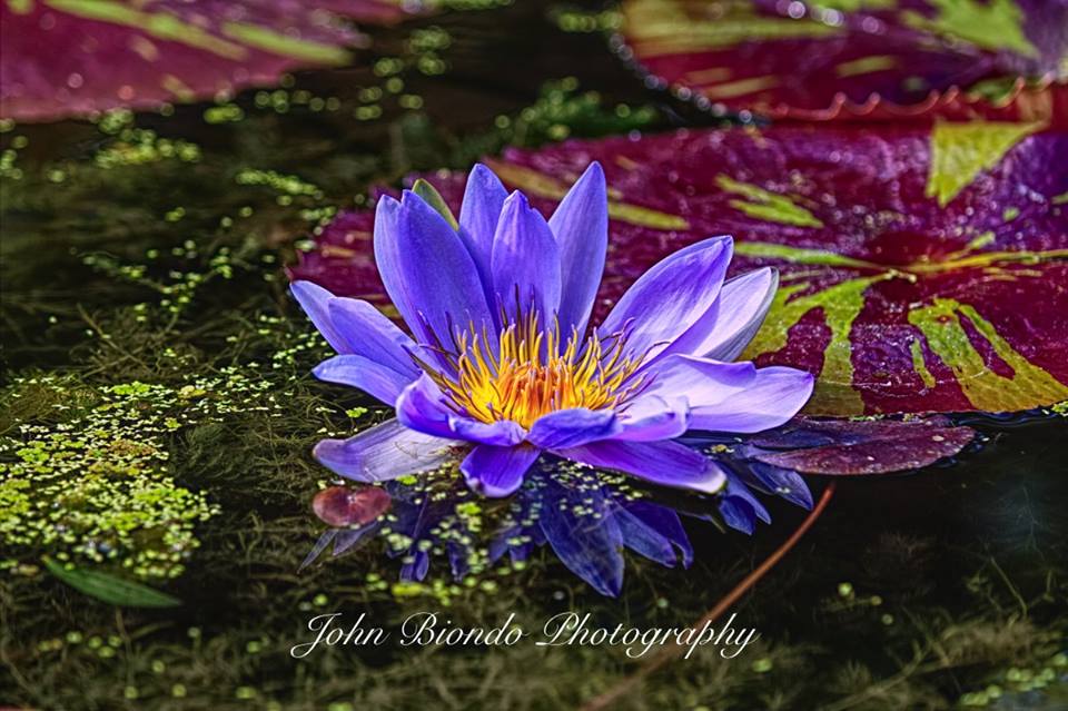 Colorful Water Lilly